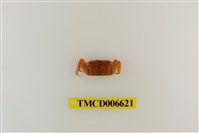 藏品(萬歲大眼蟹)的圖片